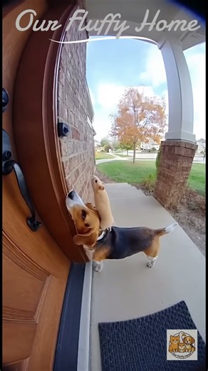 Playful dog and hamster secretly ringing doorbells. #cat #dog #hamster #goose