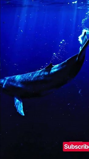 The Largest Animal on Earth — The Incredible Blue Whale | Blue Whale TV 🌊🐋#BlueWhale #Whale #Ocean