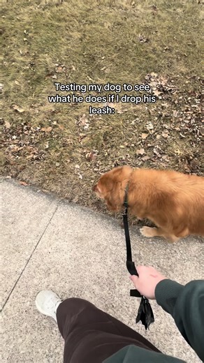 Be honest … would your dog run or stay by your side? I did this about 5 times and he stopped every time #dogwalking #goldenretriever #traineddog #protectivedog #leashtraining