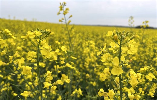 Closing market update: Canola rallies with crude oil | April 29, 2026 - Canadian Cattlemen
