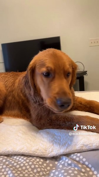 Sassy Golden Retriever Throws Temper Tantrum Over Wet Fur