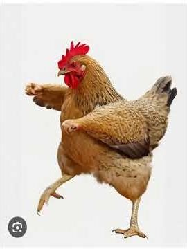 Hen funny dance