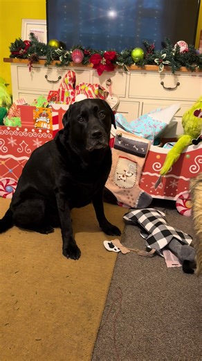 Uh-oh! 🙈 Maybe Santa Paws was on a coffee break and didn’t notice 🤣🤣 #fyp #tiktok #dogsoftiktok #reels #follow