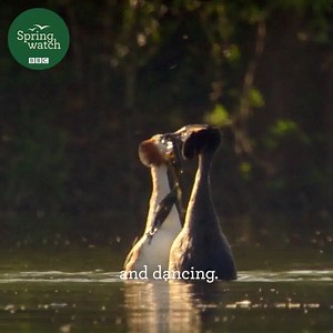 15K views · 912 reactions | It might be late, but spring is in the air. Join us for the next three weeks as we bring you the very best of our brilliant British wildlife!  #Springwatch  | BBC Springwatch | Facebook