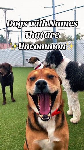 Unique Dog Names: 13 Uncommon Choices for Your Pet