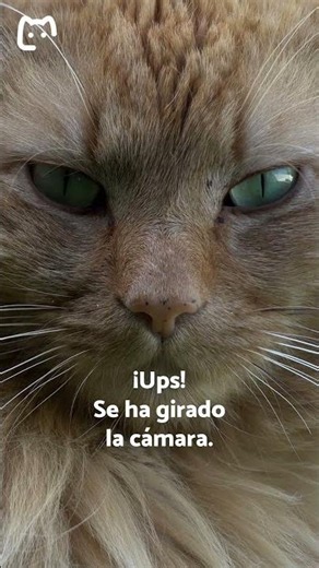 Se da en adopción perrito de 4 años... 😿