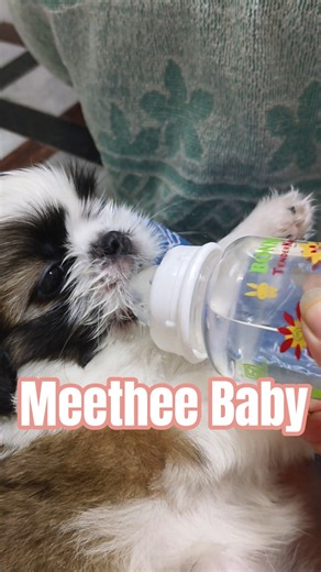 🧿She is growing so fast🧿#baby#meethee#sweet#cute#puppy#pets#2025#dogshorts#best#beautiful#reels#2025