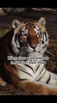 Tigers aren’t just fierce hunters—these jungle kings hide shocking secrets. 🐅