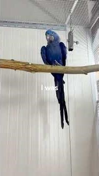 Beautiful Blue Parrot in the Wild | Amazing Bird Moments