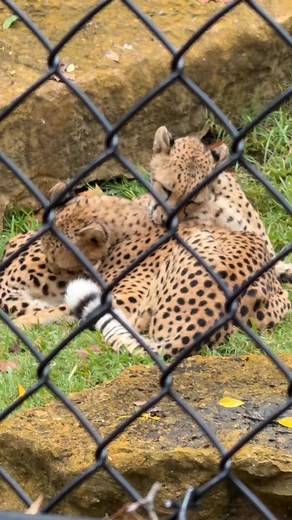 Grooming isn’t only about cleanliness—it’s a key form of social interaction, especially among related cheetahs. Coalitions: cheetahs, often related, live in coalitions and spend time grooming one another. This reinforces social bonds and reduces tension. #cheetah #Coalition #bestlittlezoointexas | Frank Buck Zoo