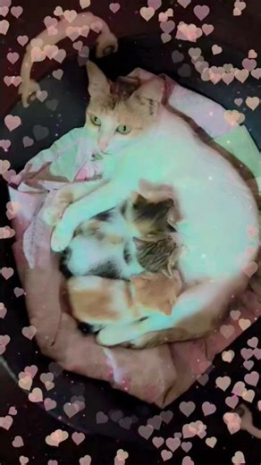 billi palne ke fayde #shorts #cutecat #youtubeshorts #trendingshorts #shortsviral