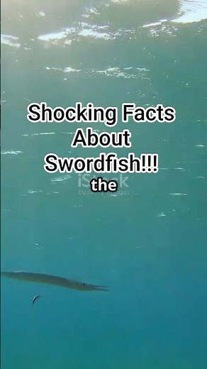 5 Shocking Facts About Swordfish! #fishfacts #seacreatures #marinelife #marinemystery