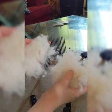 Beginner tutorial on how to use Valkyrie Wool Combs