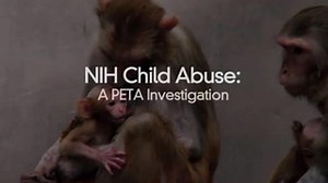 La asociación protectora de animales presentó las imágenes como "el video que no quieren que veas"