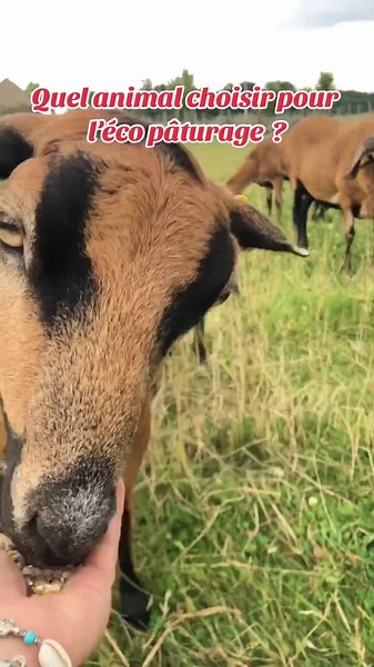 Moutons du Cameroun pour Écopâturage