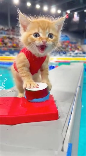 Tiny Kittens Shock Everyone With Their Swimming Skills #adorablekittens #animalrace #viral