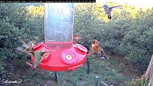 21K views · 2.9K reactions | Hummingbird migration is ramping up at...