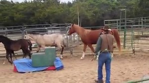 1K views · 3 comments | Allen is teaching the foals the basics of trick horse Liberty Training. He has five adult horses and three babies in the circus ring. | Imagine A Horse | Facebook