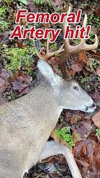 Fermoral Artery bow shot on deer - DEADLY!