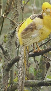 Chrysolophus pictus or red golden pheasant Sitting in a tree Vertical video.