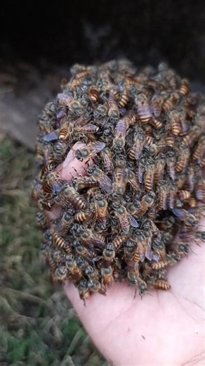 How to Safely Move Wild Honey Bees into a Hive Box 🐝