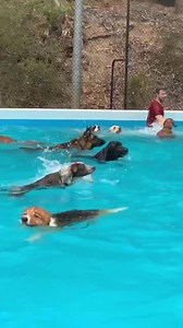 1M views · 10K reactions | Ziggy the Cattle Dog X Border Collie only...