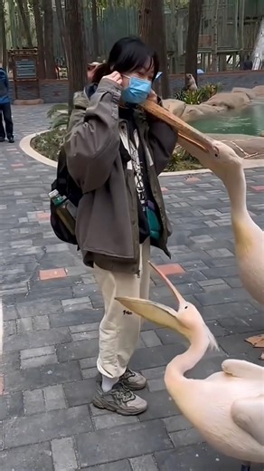 Pelican Is Built Different 😨 #shortvideo