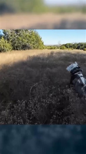 Here’s some footage from last year in Texas we just found that I never posted. Chest cam footage of my friend leaving out with a couple of puppies to a hog that was running around in a huge grass field. You hear me say on the radio, let me know when you want me to turn Cocheta out, she was the only older dog we had at that scene. Eventually the curs shut the hog down and Cocheta caught it. Dogobreeders.com Luke 17:19 #dogoargentino #hoghunting | Dogo Breeders - Circle S Kennels