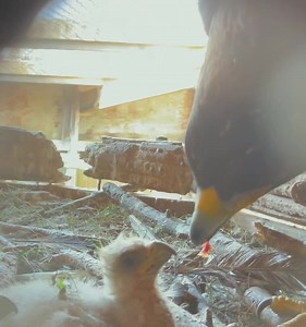 Mama Golden Eagle feeding one of her young lunch today at CRC! Isn’t it amazing how delicately she feeds her baby?! 🥰 | Canadian Raptor Conservancy