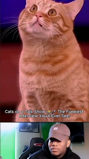 Cats on a Talk Show 😂🎤 The Funniest Interview You’ll Ever See!