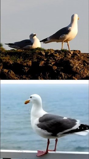 Albatross vs Seagulls What’s the Difference
