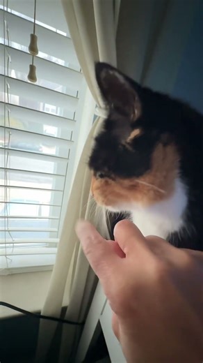 Don’t underestimate my magic strings #cat #prettycat #prettyfunny #cute #kitten #kitty