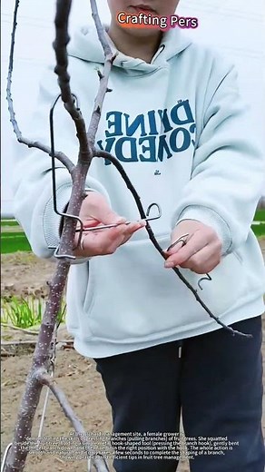 Satisfying Fruit Tree Training You Can Do at Home