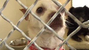 6.7K views · 113 reactions | This is a new VIDEO of sweet COGIE. He...