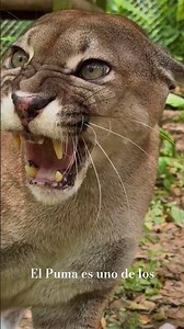 The Puma