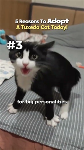 Still need a nudge before you adopt a cat? Here’s 5 reasons why you should adopt a Tuxedo cat 🐈🐄