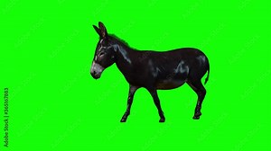 3d animation of a Donkey, with animation of him first walking then running and finally standing and braying.