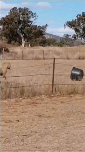 ▶️Weeememes◀️ on Instagram: "Follow for more weee🤣👍 #weee#wee#funny#memes#meme#viral#sheep#dogs#dog#cats#cat#flip#fail#fails#flip#frog#frogs#scream#gulp#trynottolaugh#reels#instagram"