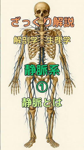 ざっくり解説 解剖学・生理学 静脈系① 静脈とは #柔道整復師学生#理学療法士 #解剖学 #看護師 #看護学生 #shorts
