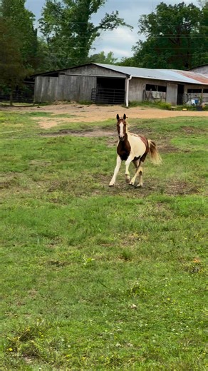 646K views · 13K reactions | Magic Mike has been pacing and calling...