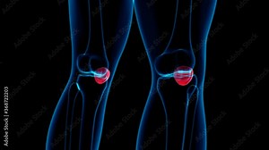 Human Skeleton Patella Bone Anatomy Loopable 3D Illustration