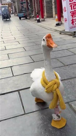 The galloping big goose left the children three streets behind. Your Majesty come and chas