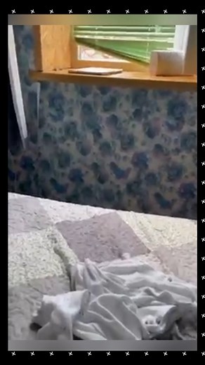 Cat fails 😹😻❤️ #catsfunny #catsofworld #catfunnyreels #catslife #catsoftheworld | Catify