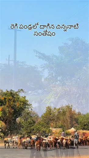 Vibeedit_srd on Instagram: "Childhood memories grow on trees 🌿 🍃 . . . Follow @vibeedit_srd . . #palleturu #regipandu #childhoodmemories❤ #nyalkal #sangareddy"