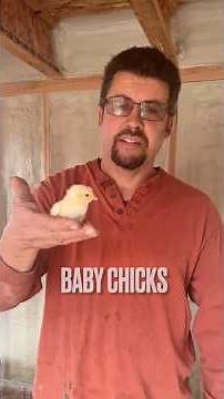 Meet Our Adorable Baby Chicks!