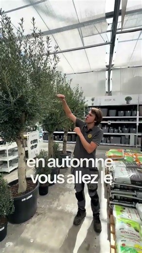 Entretien olivier : nos conseils pour un olivier en pleine santé
