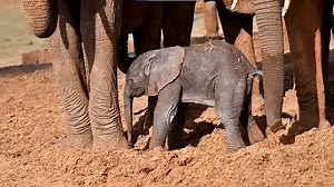 Adorable baby elephant’s birth causes huge celebration from herd in Kenya, video shows