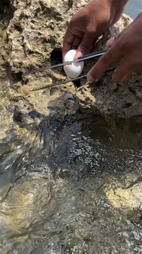Catching a Mysterious Creature in a Tide Pool… 😱🐟