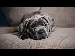 My Cane Corso Puppies Heart Failure