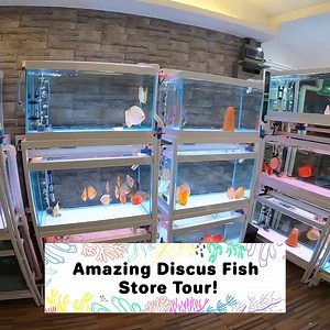 511K views · 31K reactions | This Bangkok Fish Store Is Full Of Beautiful Discus!✨ | CoralFish12g | Facebook